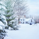 Snowfall forest