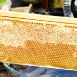 honey comb bee (1)